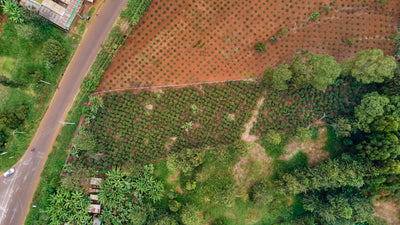 Aerial coffee farm view