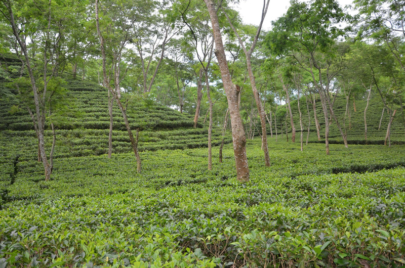 Sustainable Practices in Our Plantations