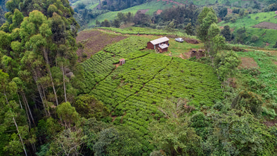 tea plantation with structure on top of hill