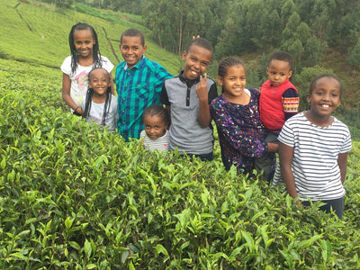 The Legacy of Kenyan Sips: From Volcanic Soil to Your Cup