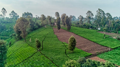 Lush Green Tea Fields