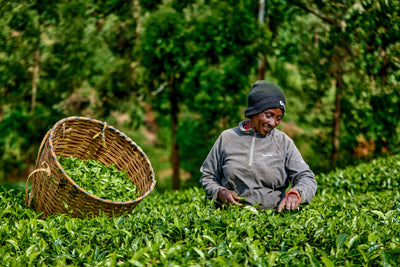 Tea Harvesting