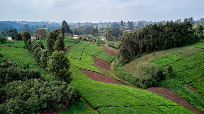 Aerial Farm Landscape