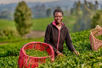 Tea Farmer at Work