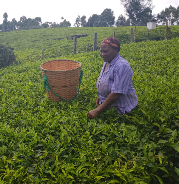 Wangechi Wang'ombe (Loise)