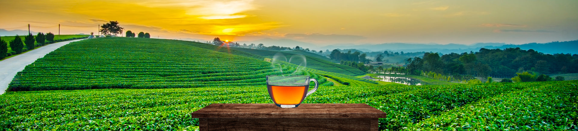 Understanding Our Craft: From Farm to Cup