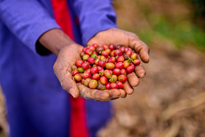 Raw coffee cherries pile