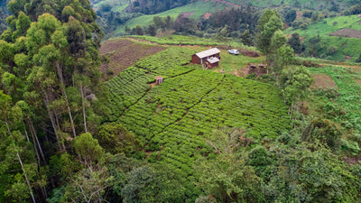 Aerial View of Plantation