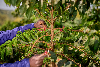 Picking coffee cherries off bush