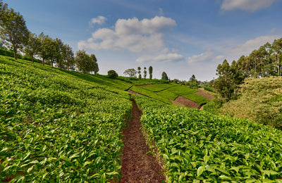 Path in tea plantation