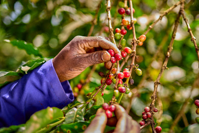 Picking coffee cherries