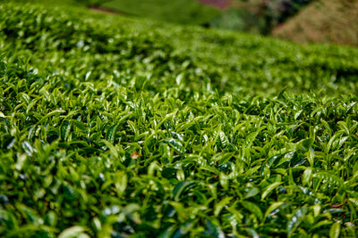 Tea leaves close up view