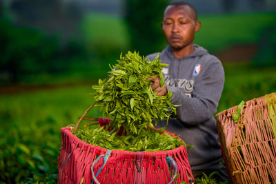 Farmer in Tea Field