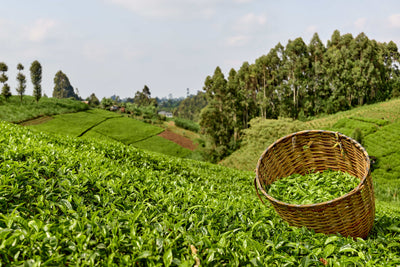 Tea Plantation Fields